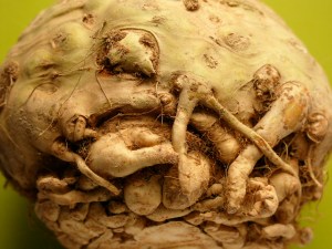 celeriac